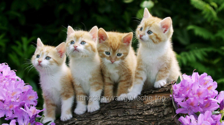 **猫猫的心愿：揭秘喵星人的内心小世界**